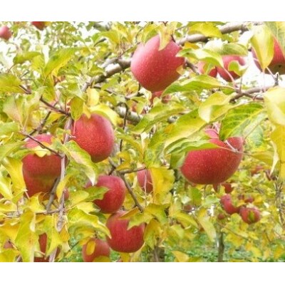 【2027年1月～発送】りんご(葉とらずサンふじ)5kg　ご家庭用　0075-2615