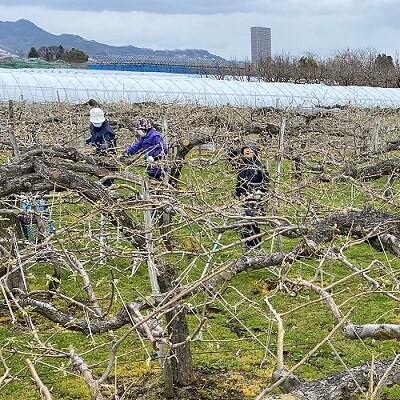 西洋梨(ラ・フランス)3kg　ご家庭用　0126-2602