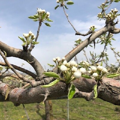 西洋梨(ラ・フランス)3kg　ご家庭用　0126-2602