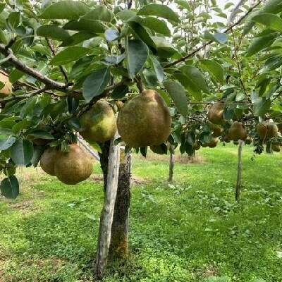 西洋梨(ラ・フランス)3kg　ご家庭用　0126-2602