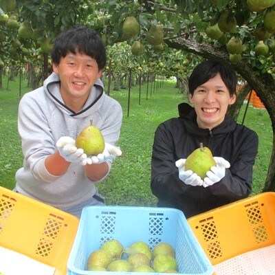 西洋梨(ラ・フランス)3kg　ご家庭用　0025-2616