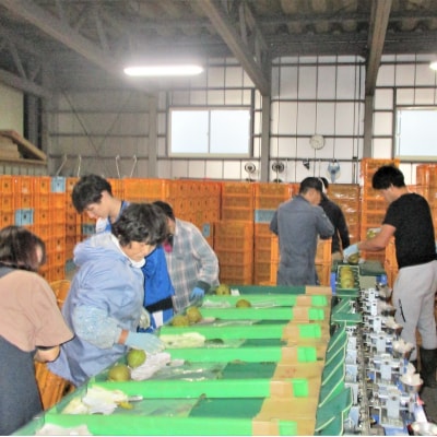 西洋梨(ラ・フランス)3kg　ご家庭用　0025-2514