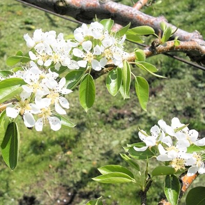 西洋梨(ラ・フランス)3kg　ご家庭用　0025-2616