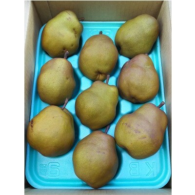 西洋梨(ゴールドラ・フランス)3kg　ご家庭用　0017-2622