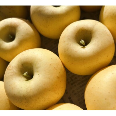 りんご(はるか)1.8kg～2kg　ご家庭用　0120-2606