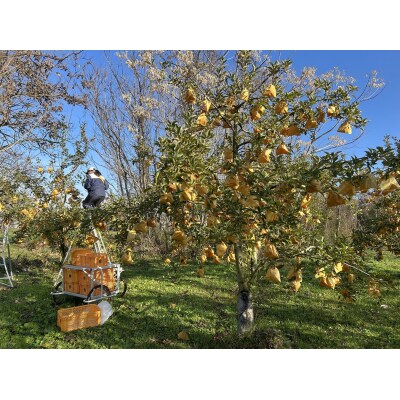 りんご(はるか)1.8kg～2kg　ご家庭用　0120-2606