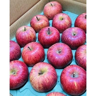 りんご(サンふじ)5kg　12～20個　秀品　0065-2611