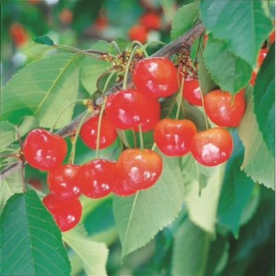 さくらんぼ(佐藤錦)720g　0060-2604