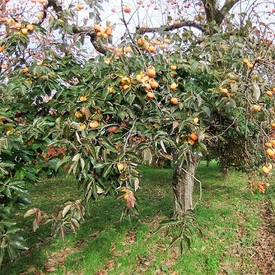 蔵王つるし柿　200g×4パック　0112-2618