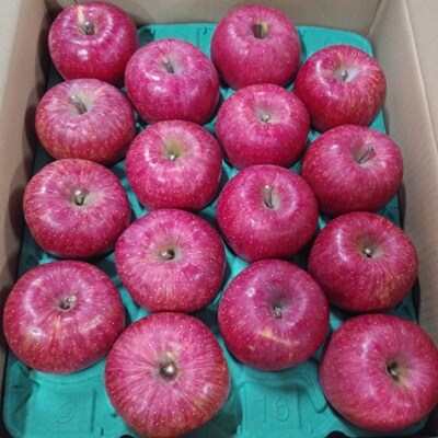 りんご(サンふじ)5kg　8～25玉　ご家庭用　0030-2633