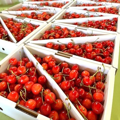 さくらんぼ(佐藤錦)1kg以上　Lサイズ以上　秀品　0079-2602