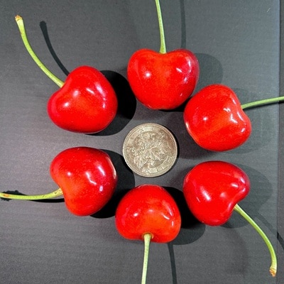 さくらんぼ(やまがた紅王)200g　3L以上　秀品　0079-2608