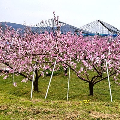 太陽の恵【特秀品】さくら白桃【2kg箱に1.8kg～2.2kg詰め】　0106-2604