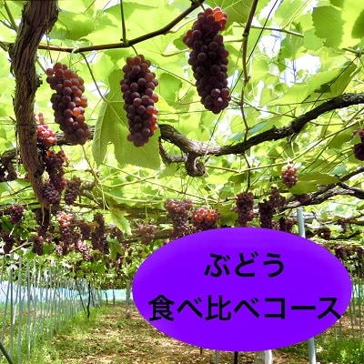 【定期便:全4回】ぶどう食べ比べコース　0142-2618