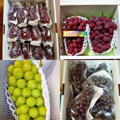 【定期便:全4回】ぶどう食べ比べコース　0142-2618