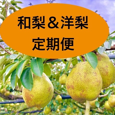 【定期便:全3回】和梨・洋梨の定期便　0142-2517