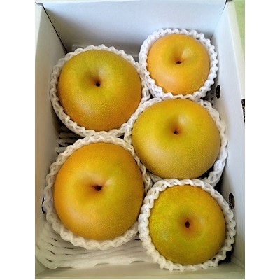 【定期便:全3回】和梨・洋梨の定期便　0142-2619