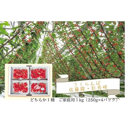 さくらんぼ(佐藤錦か紅秀峰)1kg　ご家庭用　0062-2601