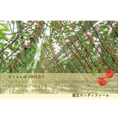 さくらんぼ(佐藤錦か紅秀峰)1kg　ご家庭用　0062-2601