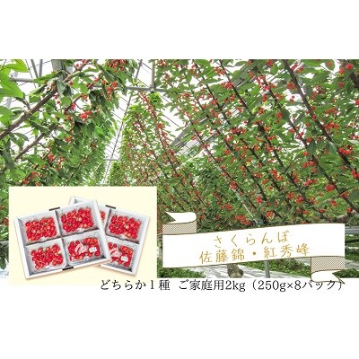 さくらんぼ(佐藤錦か紅秀峰)2kg　ご家庭用　0062-2502