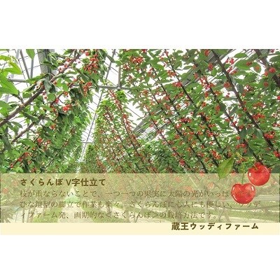 さくらんぼ(佐藤錦か紅秀峰)2kg　ご家庭用　0062-2502