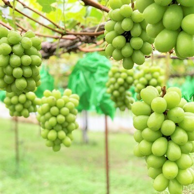 シャインマスカット　3～5房　合計1.8kg以上　ご家庭用　0079-2613