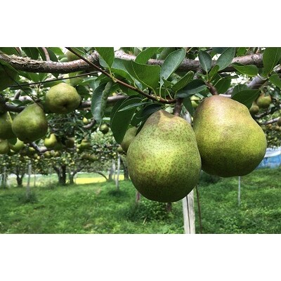 西洋梨(ラ・フランス)3kg　ご家庭用　0037-2506
