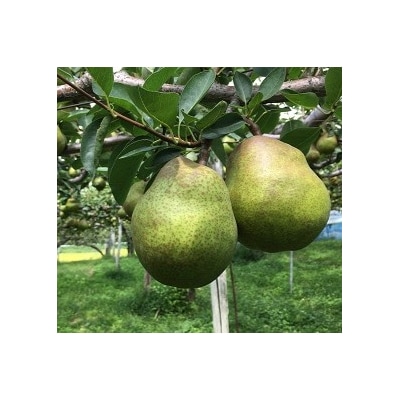 【定期便:全2回】ラ・フランス　3kg　ご家庭用を2回お届け　0037-2602