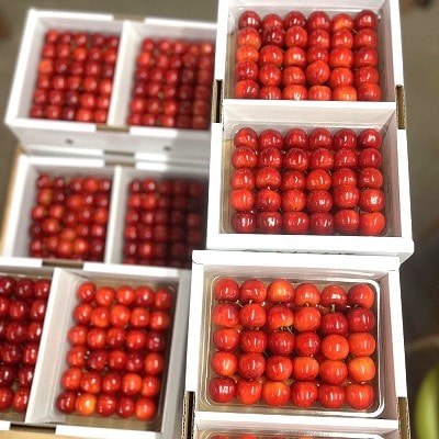 さくらんぼ(紅秀峰)400g×2パック　2L　並び詰め　0049-2605