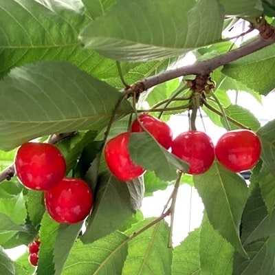 さくらんぼ(紅秀峰)400g×2パック　2L　並び詰め　0049-2605