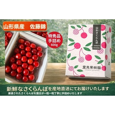 さくらんぼ(佐藤錦)600g　特秀品　手詰め　0079-2604