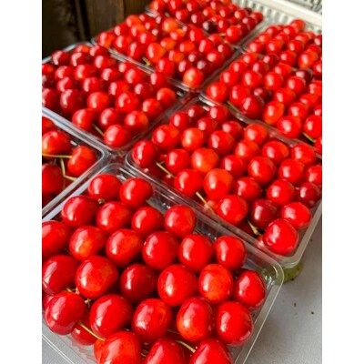 さくらんぼ(佐藤錦)600g　特秀品　手詰め　0079-2604