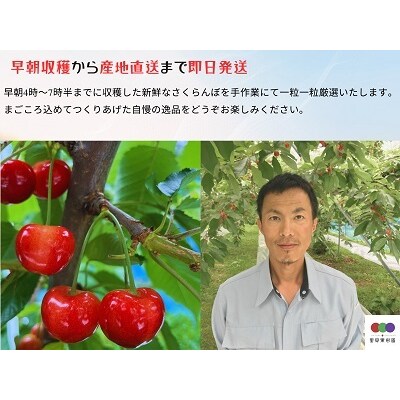さくらんぼ(佐藤錦)600g　特秀品　手詰め　0079-2604