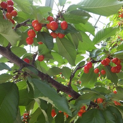 さくらんぼ(紅秀峰)1kg(500g×2パック)桐箱入　手詰め　0056-2612