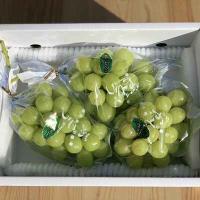 シャインマスカット　2～3房　合計1.5kg　ご家庭用　0049-2606