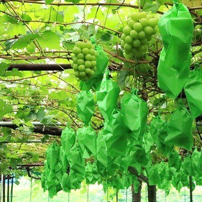 シャインマスカット　2～3房　合計1.5kg　ご家庭用　0049-2606