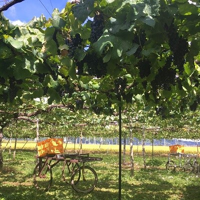 ワイン4本セット　Nora NISIGO【Goethe Series 2023】　0049-2603