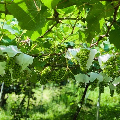 ワイン4本セット　Nora NISIGO【Goethe Series 2023】　0049-2603