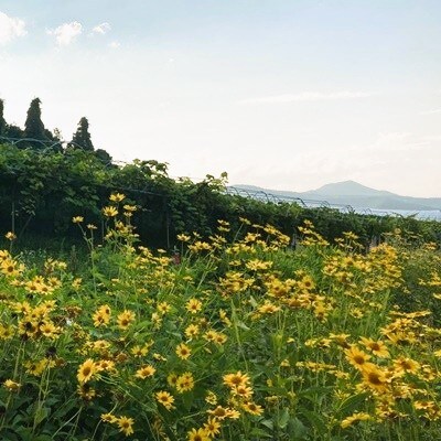 ワイン4本セット　Nora NISIGO【Goethe Series 2023】　0049-2603