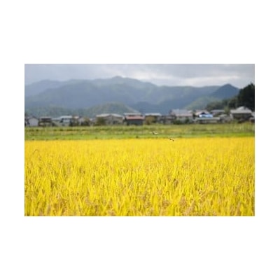 <2025年10月～発送>【山形県産】令和7年産　はえぬき　5kg　0120-2509