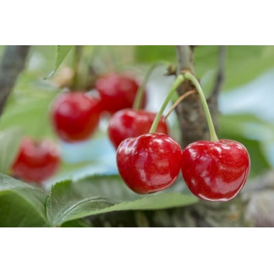 さくらんぼ(佐藤錦か紅秀峰)500g　ご家庭用　0056-2601