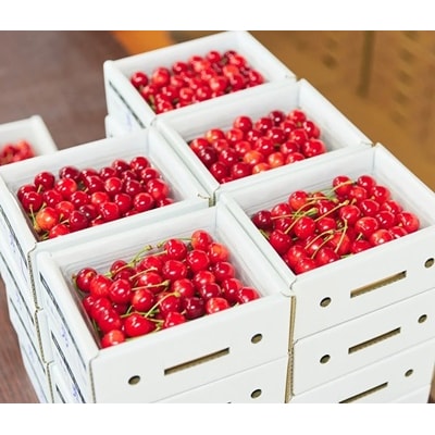 さくらんぼ(佐藤錦か紅秀峰)500g　秀品　0052-2601