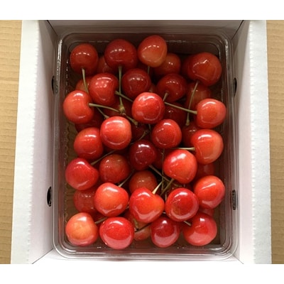 さくらんぼ(佐藤錦か紅秀峰)500g　ご家庭用　0020-2601