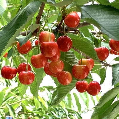 さくらんぼ(佐藤錦か紅秀峰)500g　ご家庭用　0020-2601