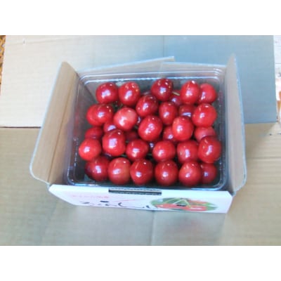 さくらんぼ(佐藤錦か紅秀峰)500g　秀品　0030-2602