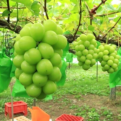 シャインマスカット　2房　合計1.4kg　0049-2608