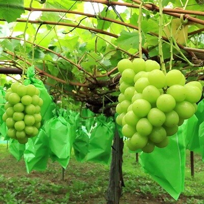 シャインマスカット　2房　合計1.4kg　0049-2608