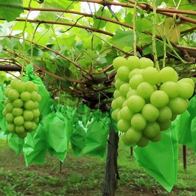 シャインマスカット　2房　合計1.4kg　0049-2517