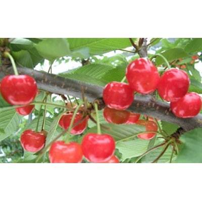 さくらんぼ(やまがた紅王)500g　0025-2605