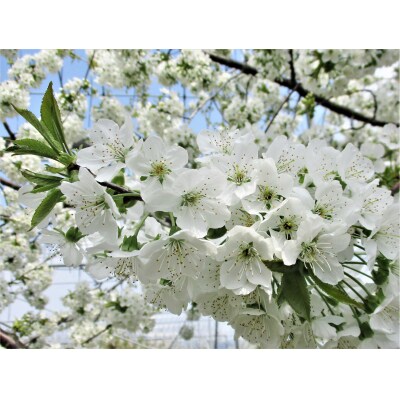 さくらんぼ(やまがた紅王)500g　0025-2605